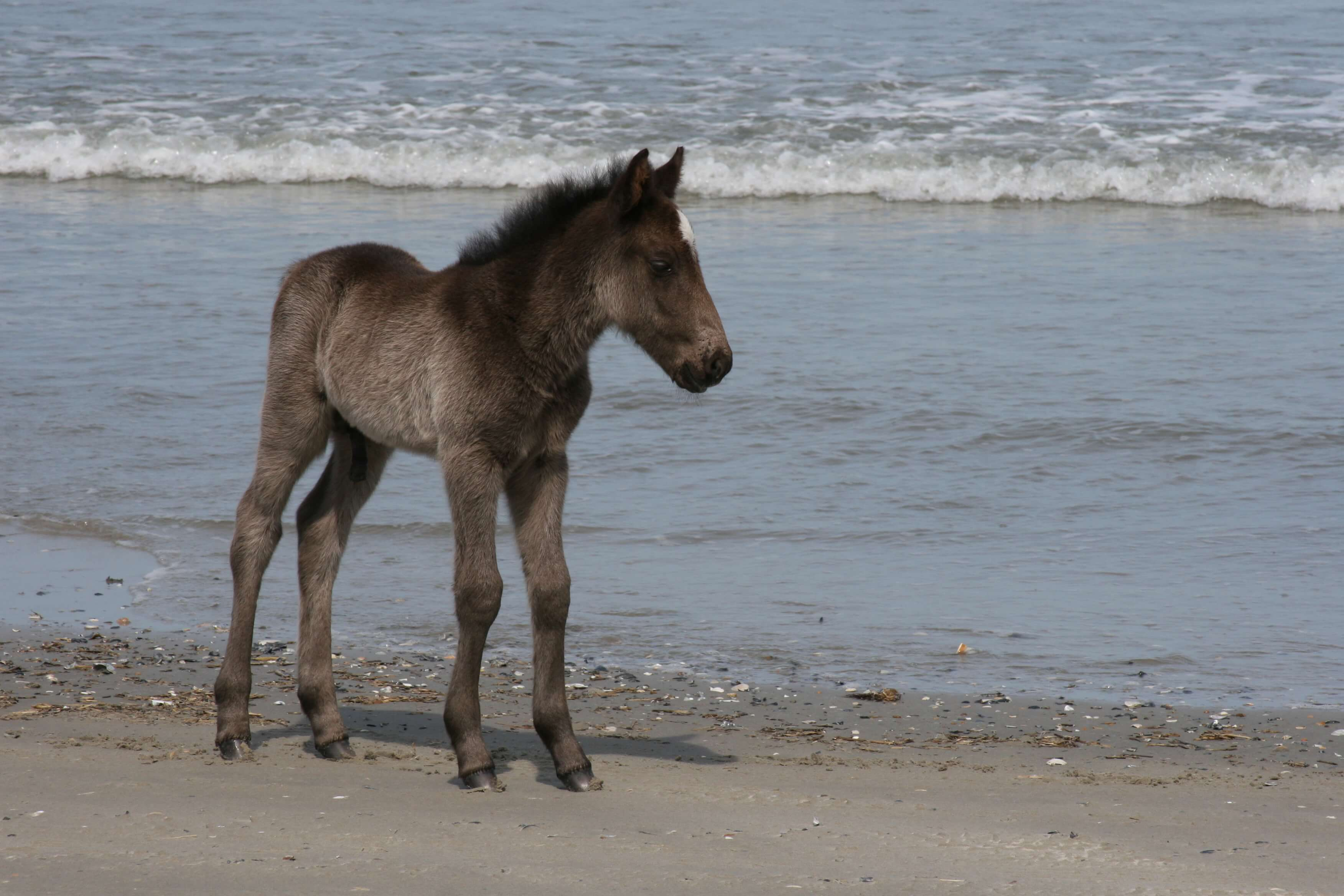 Foal